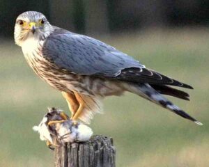 Tundra Energy Pyramid: Raptors in the Tundra include Peregrine Falcon (Credit: Just a Prairie Boy 2010 .CC BY 2.0.)