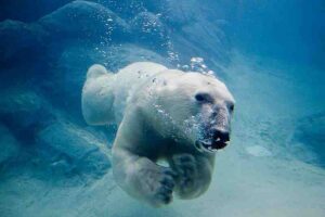 Tundra Energy Pyramid: Swimming Skill is an Adaptive Trait of Polar Bears (Credit: John 2009 .CC BY 2.0.)