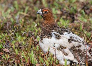 Tundra Food Chain: Ptarmigan is An Example of a Herbivorous Tundra Bird (Credit: Bureau of Land Management 2014 .CC BY 2.0.)
