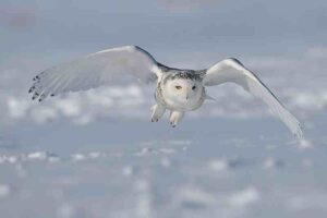 Tundra Food Chain: Raptors like the Snowy Owl have Color Camouflage that Conceals them in Winter (Credit: Bert de Tilly 2011 .CC BY-SA 3.0.)