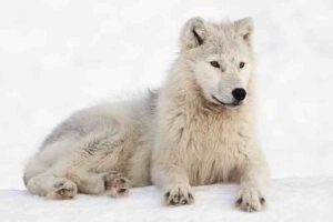 Tundra Food Chain: The Arctic Wolf's Fur Provides both Insulation and Camouflage (Credit: tsaiproject 2012 .CC BY 2.0.)