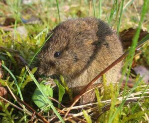 Tundra Food Web: Vole is a Herbivorous Rodent that Functions as a Primary Consumer in the Tundra (Credit: Dieter TD 2005 .CC BY-SA 3.0.)