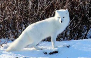 Tundra Food Web: The Arctic Fox is a Small, Mammalian Secondary Consumer in the Tundra (Credit: Emma 2011 .CC BY 2.0.)