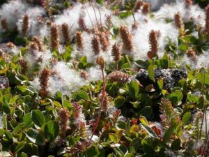 Tundra Food Web: Willow is a Shrub that Occurs in the Tundra (Credit: Matt Lavin 2003 .CC BY-SA 2.0.)