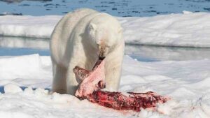 Tundra Food Web: Polar Bears Function as Apex Predators in the Tundra (Credit: AWeith 2015 .CC BY-SA 4.0.)