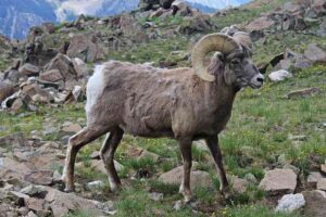 Animals of the Tundra Habitat: Prominent, Curved Horns are a Distinctive Feature of the Snow Sheep (Credit: Jwanamaker 2013 .CC BY-SA 3.0.)