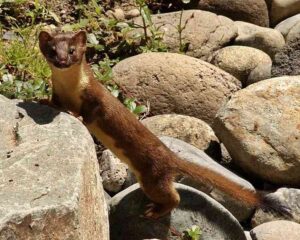 Animals of the Tundra Habitat: Short Limbs and an Elongate Body are Characteristics of the Weasel (Credit: Keith and Kasia 2010 .CC BY-SA 2.0.)
