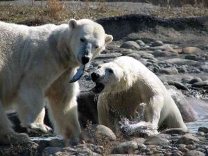 Animals of the Tundra Habitat: Fish Constitutes Part of the Polar Bear's Diet (Credit: Dave Hogg 2006 .CC BY 2.0.)