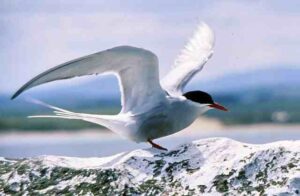 Animals of the Tundra Habitat: Arctic Tern is Known for its Migratory Behavior (Credit: Gordon Hatton 1985, uploaded online 2011 .CC BY-SA 2.0.)