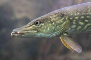 Animals of the Tundra Habitat: Northern Pike's Features include a Distinctively-Shaped Snout (Credit: Gilles San Martin 2019 .CC BY-SA 2.0.)