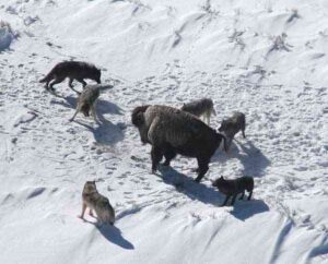 Animals of the Tundra Habitat: Gray Wolves are Highly-Social and Hunt in Packs (Credit: Doug Smith 2011)