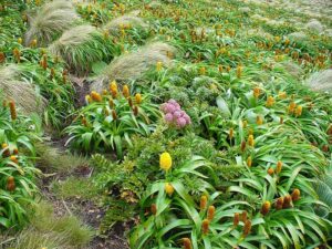 Adaptations of Plants in the Tundra: Dense, Clustered Growth Protects Tundra Plants from Physical Damage (Credit: twiddleblat 2007 .CC BY-SA 2.0.)