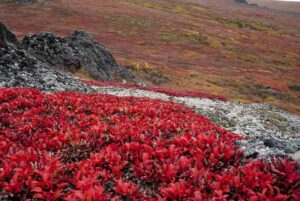 Adaptations of Plants in the Tundra: Dark Coloration of Tundra Plants Improves Heat Absorption (Credit: Bering Land Bridge National Preserve 2012 .CC BY 2.0.)