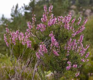 Plants in the Tundra: Shrubs like Heather Survive in the Tundra by Reason of their Adaptive Features (Credit: Aqwis 2006 .CC BY-SA 3.0.)