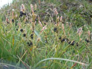 Plants in the Tundra: Low Growth-Height is One of the Adaptive Features of Tundra Sedges, as Exemplified by Carex Aquatilis (Water Sedge) in this Image (Credit: Qaqqaqtunaaq 2008 .CC BY 2.0.)