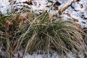 Plants in the Tundra: Tufted Hairgrass Grows in Alpine and Arctic Tundra Areas (Credit: Sten Porse 2009 .CC BY-SA 2.5.)