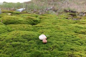 Plants in the Tundra: Dense, Near-Ground Growth is Typical of Mosses in the Tundra (Credit: Tatiana Moriakova 2017 .CC BY 4.0.)