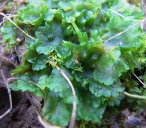 Plants in the Tundra: Flattened Thallus Forms the Main Body of A Hornwort (Credit: de:Bild:WP Hornmoosbild Dez. 2004 .CC BY-SA 3.0.)