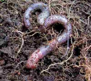Types of Biotic Factors in an Ecosystem: Macroscopic Detritivores like Earthworms can be Classified as Decomposers (Credit: pfly 2006 .CC BY-SA 2.0.)