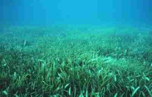 Types of Coastal Ecosystems: Seagrass Meadows Provide Habitat for Various Marine Organisms (Credit: NOAA Photo Library 2010 .CC BY 2.0.)