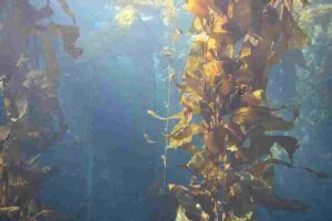 Types of Coastal Ecosystems: Kelp Forests are Dominated by Large, Brown Algae (Credit: FASTILY 2017 .CC BY-SA 4.0.)