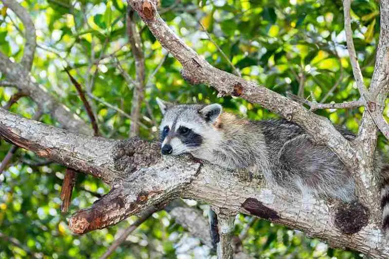 What are the Types of Raccoons? An Overview of Species and Subspecies