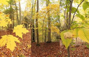 Types of Forests: Temperate Forests are Dominated by Deciduous Trees like Beech and Maple (Credit: OhioOakTree 2017 .CC BY-SA 4.0.)