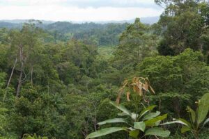 Types of Forests: Vegetation is Abundant in the Tropical Rainforest due to High Precipitation Levels (Credit: Vyacheslav Argenberg 2009 .CC BY 4.0.)