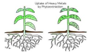 Types of Phytoremediation: Illustration of Heavy Metal Uptake by Phytoextraction (Credit: Rona.fawzy19 2019 .CC BY-SA 4.0.)