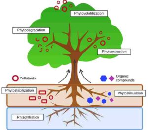 Diagram Illustrating the Types of Phytoremediation (Credit: Townie 2016 .CC BY-SA 4.0.)