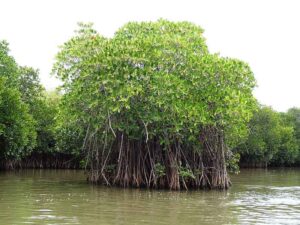Types of Marine Ecosystems: Mangrove Forest as an Example of Marine Coastal Ecosystems (Credit: Shankaran Murugan 2012 .CC BY 3.0.)