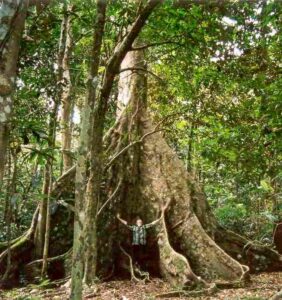 Plants and Trees in The Tropical Rainforest: Kapok Trees Possess Buttresses that often Create Distinctive Habitats (Credit: Jerry Coleby-Williams 2012 .CC BY-SA 4.0.)