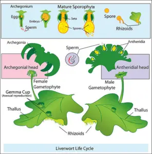 Vascular Vs Non-Vascular Plants: Gametophyte is the Dominant Stage in the Lifecycle of Non-Vascular Plants like Liverworts (Credit: LadyofHats 2005)