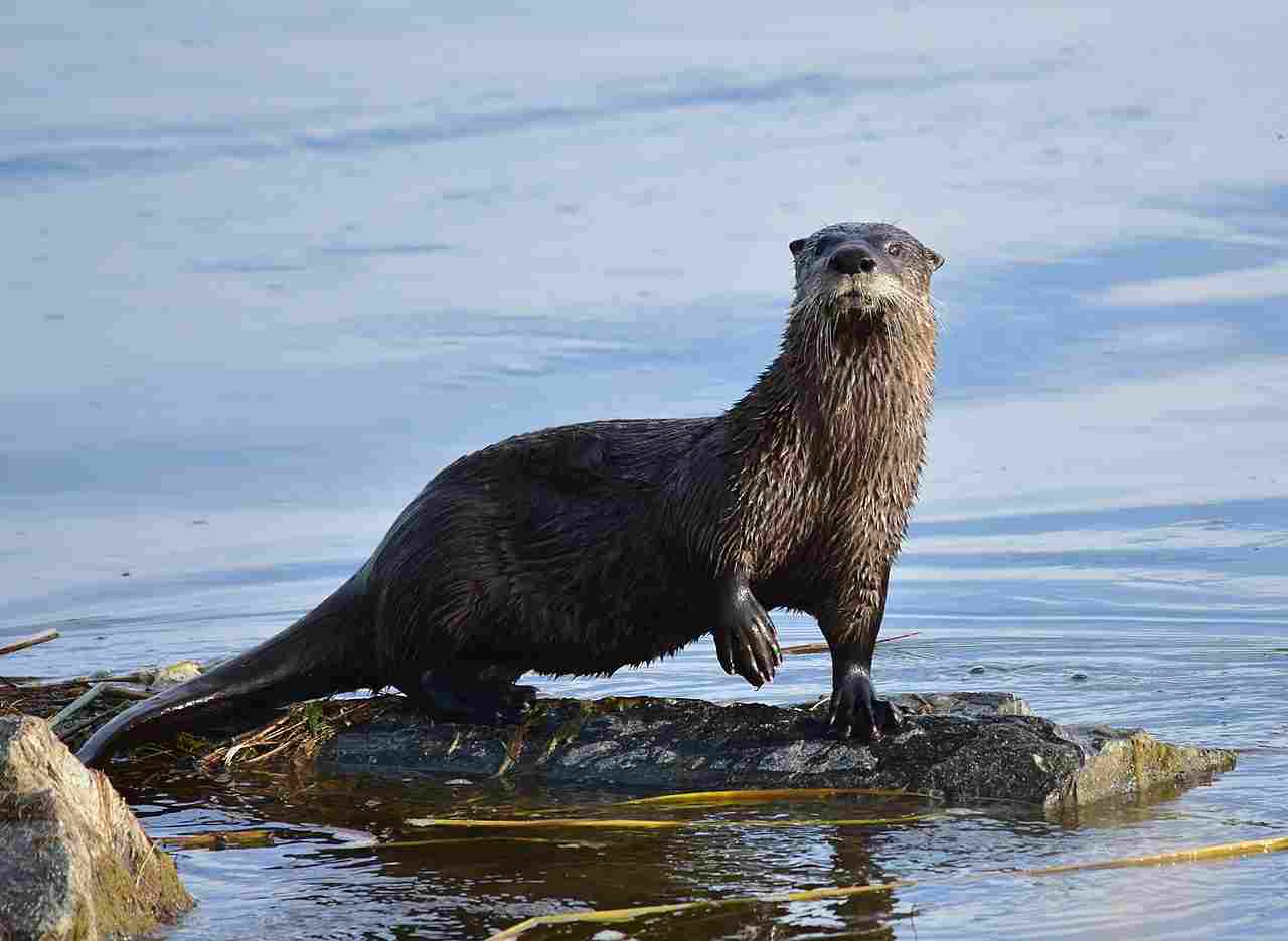 otter vs seal