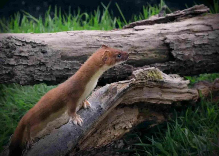 Weasel Vs Stoat Size, Weight, Overall Comparison