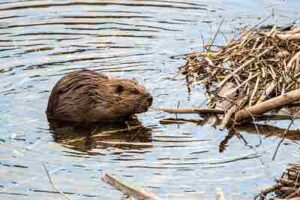 Wetland Energy Pyramid: Beavers are Primary Consumers in Wetlands (Credit: Oregon State University 2022 .CC BY-SA 2.0.)