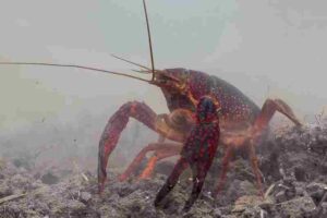 Wetland Energy Pyramid: Detritivores like Crayfish in Wetlands Function as Secondary Decomposers (Credit: Luc hoogenstein 2018 .CC BY-SA 4.0.)