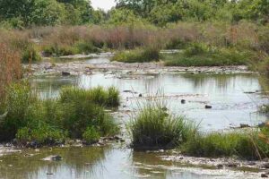 Wetland Locations in the World: Healthy Riparian Wetland Zones Play Host to Diverse Plant Species (Credit: USDA NRCS Texas 2009 .CC BY 2.0.)