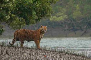 Wetland Locations in the World: Sundarbans Plays Host to the Bengal Tiger as Part of Its Biodiversity (Credit: Soumyajit Nandy 2015 .CC BY-SA 4.0.)