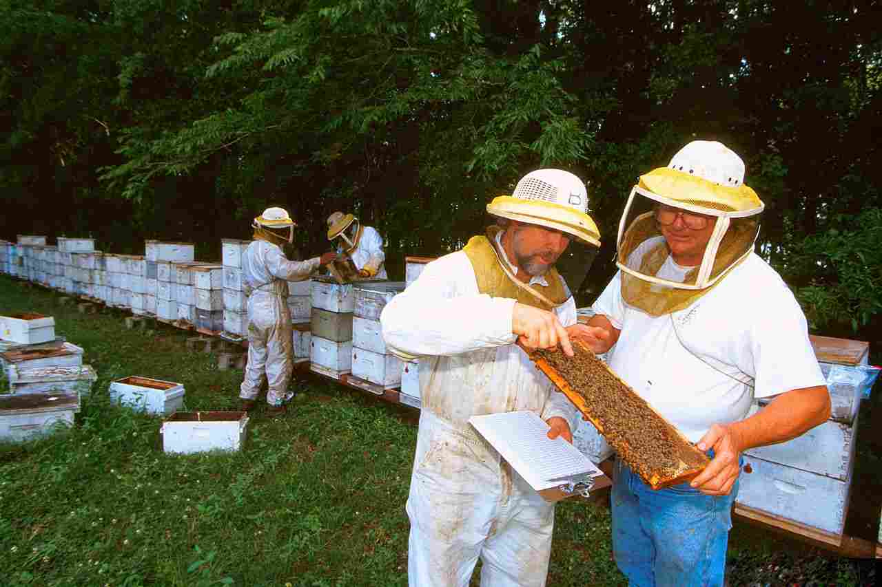 What is a Beekeeper Called: Beekeepers Work in Apiaries and Research Firms, Among Others (Credit: U.S. Department of Agriculture 2014 .CC BY 2.0.)