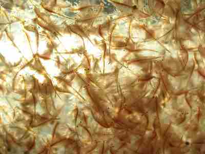 What Can Fish Eat Besides Fish Food: Brine Shrimp is an Example of Suitable Live Food For Fish (Credit: sdolgin 2008 .CC BY 2.0.)