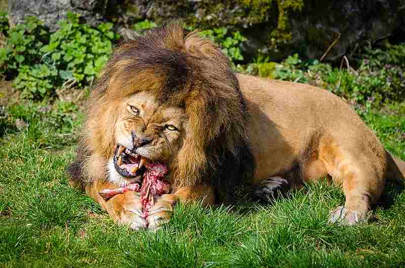 What Type of Consumer is a Lion: Lions Do Not Rely On Producers (Like Plants) for Food, but Rather Consume Animal Biomass (Credit: Mathias Appel 2016 .CC0 1.0.)