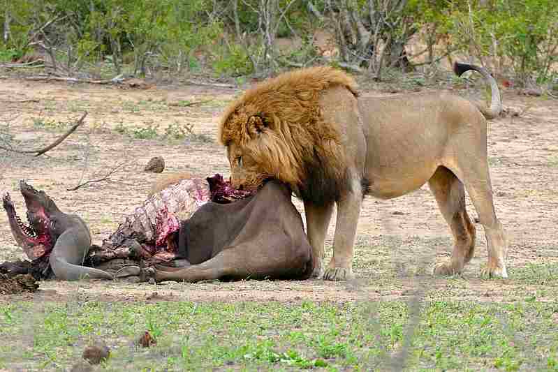 What Type of Consumer is a Lion: Lions Consume Larger Prey than Secondary Consumers (Credit: Bernard DUPONT 2016 .CC BY-SA 2.0.)