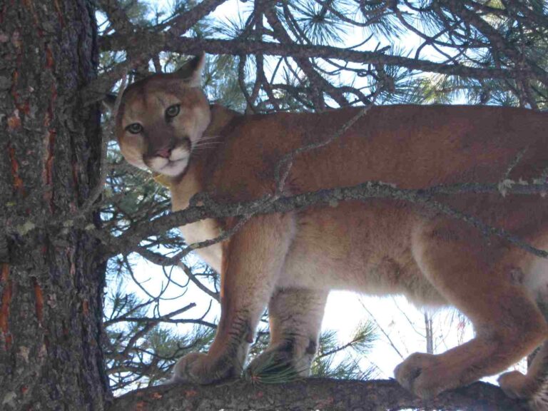 What Type of Consumer is a Mountain Lion? Cougar Diet and Trophic Role Explored