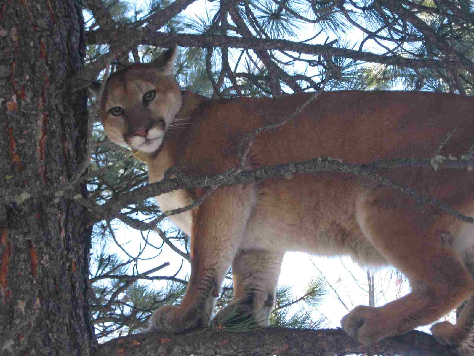 What Type of Consumer is a Mountain Lion: Cougars Lack Typical Features of Producers (Credit: Forest Service Northern Region 2010, Uploaded Online 2014 .CC BY 2.0.)