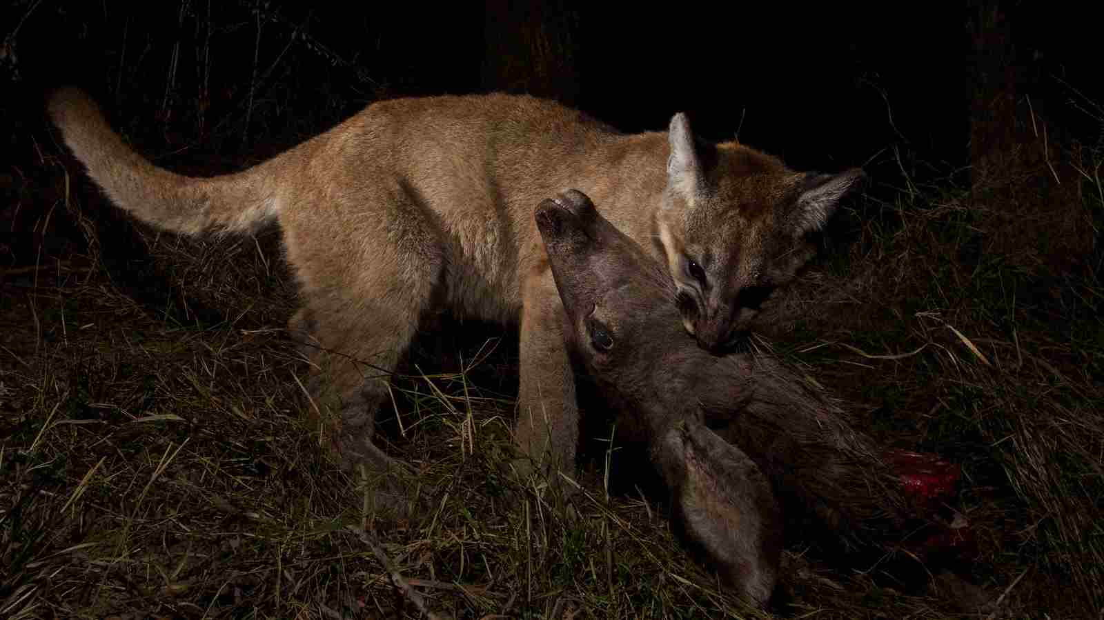 What Type of Consumer is a Mountain Lion: By Feeding On both Primary and Secondary Consumers, Mountain Lions Position Themselves as Tertiary Consumers in e Ecosystem (Credit: Santa Monica Mountains National Recreation Area 2014)