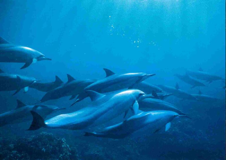 What do Dolphins Eat? 21 Prey of Dolphins Discussed