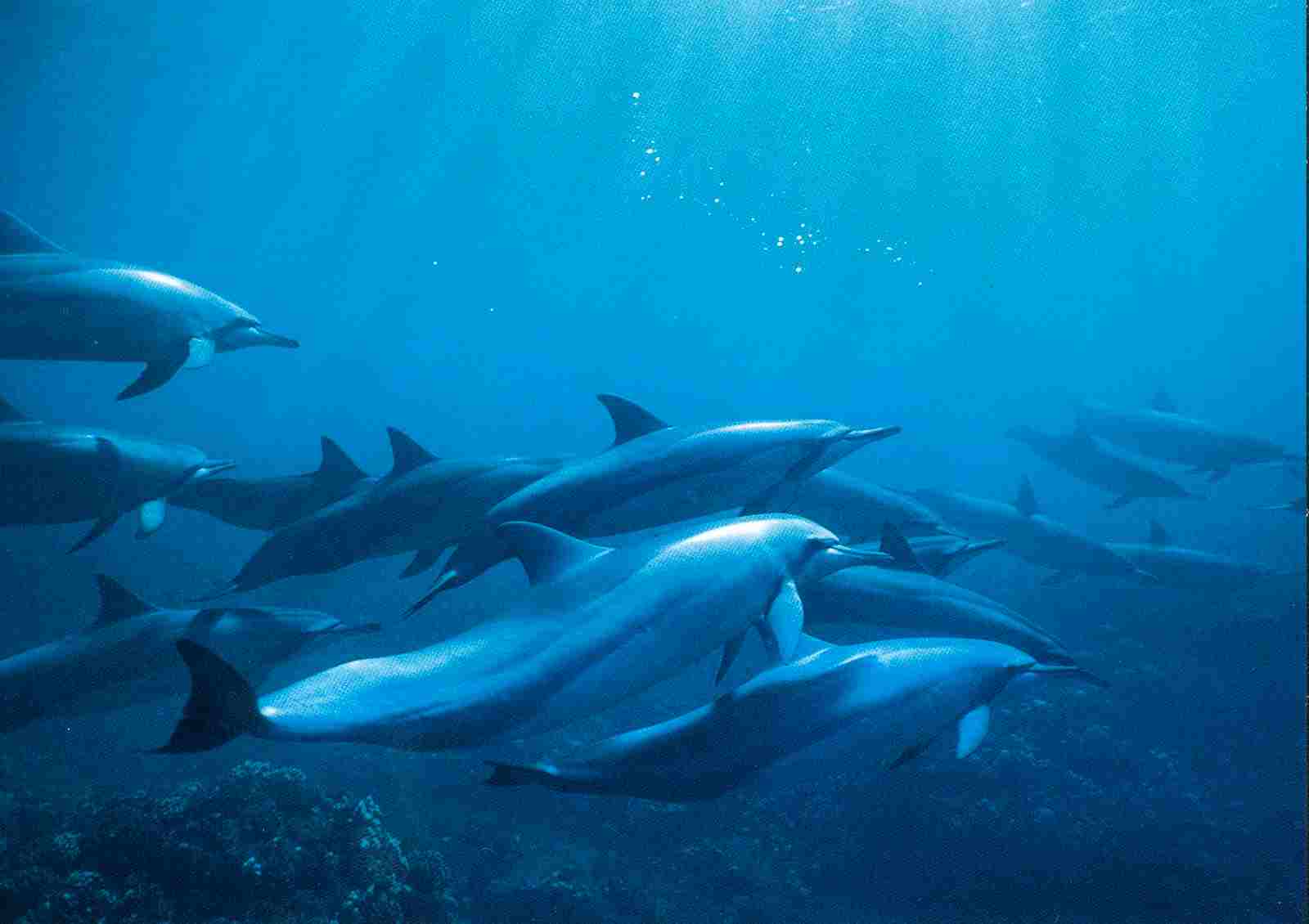 What do Dolphins Eat: Spinner Dolphins Consume a Fairly-Broad Range of Prey (Credit: Oregon State University 2009 .CC BY-SA 2.0.)
