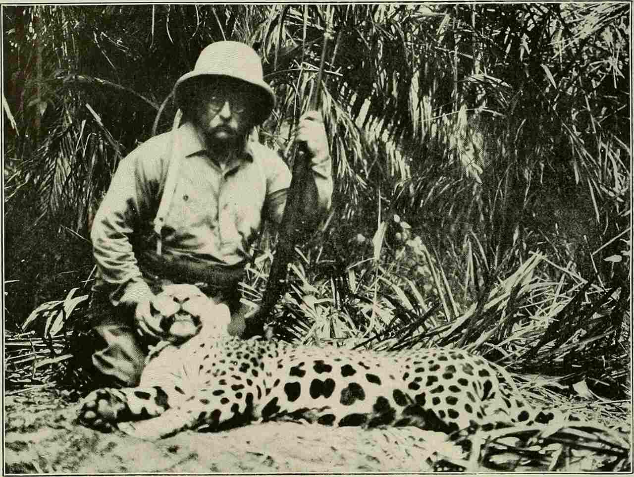 What Eats A Jaguar In the Rainforest: Humans are Ultimate Apex Predators That Can Use Superior Intelligence and Tools to Take Down Jaguars (Credit: Internet Archive Book Images 1915)