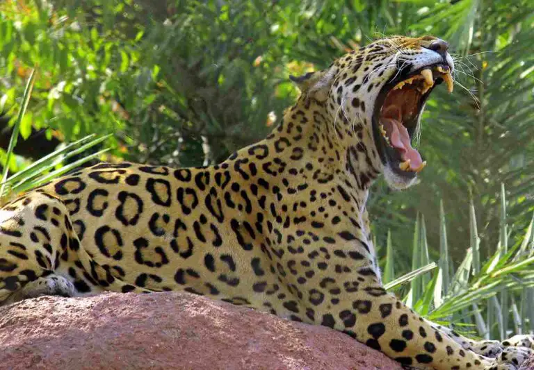 What Eats A Jaguar In the Rainforest? 6 Predators of the Jaguar Revealed